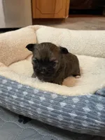 Cooper, a male Chihuahua for sale in Lumberton, NC – 6 of 10
