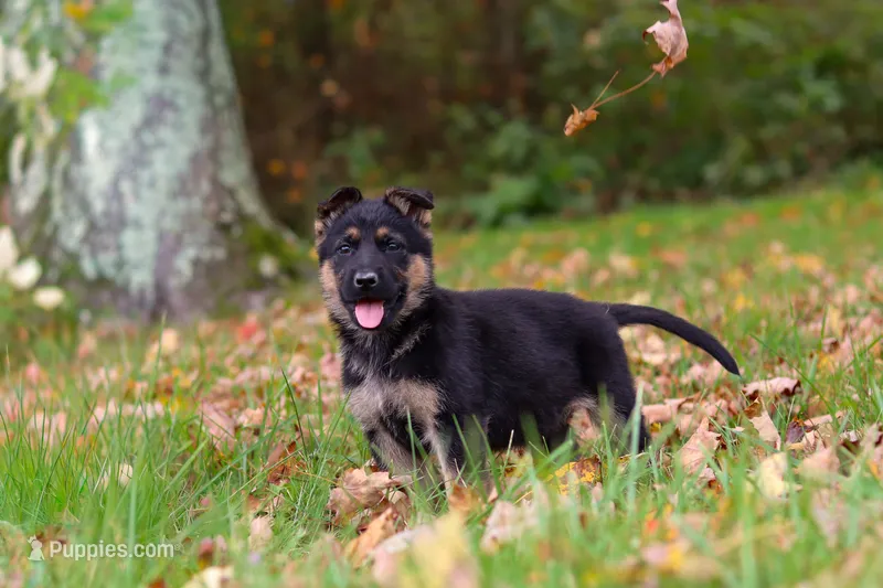 Rocket – German Shepherd Dog puppy for sale in Millersburg, OH