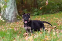 Rocket, a male German Shepherd Dog for sale in Millersburg, OH – 1 of 7