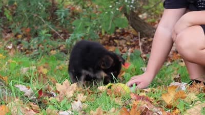 Richard, a male German Shepherd Dog for sale in Millersburg, OH – 6 of 6