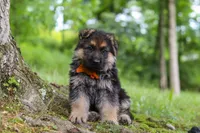 Brian, a male German Shepherd Dog for sale in Millersburg, OH – 6 of 10