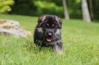 Buddy, a male German Shepherd Dog for sale in Millersburg, OH – 3 of 7