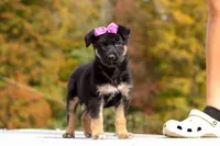 Renae, a female German Shepherd Dog for sale in Millersburg, OH – 2 of 10