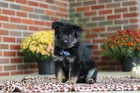 Mikah, a male German Shepherd Dog for sale in Millersburg, OH – 7 of 8