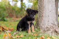 Ronnie, a male German Shepherd Dog for sale in Millersburg, OH – 2 of 6
