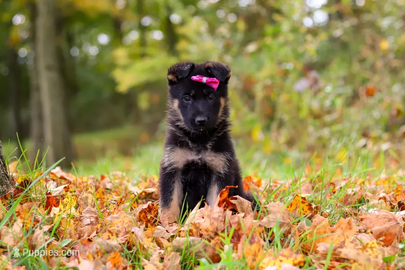 Renita – German Shepherd Dog puppy for sale in Millersburg, OH