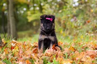 Renita, a female German Shepherd Dog for sale in Millersburg, OH – 1 of 6