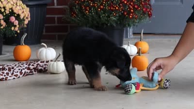 Majestic, a male German Shepherd Dog for sale in Millersburg, OH – 7 of 7