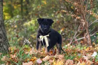 Randy, a male German Shepherd Dog for sale in Millersburg, OH – 4 of 10