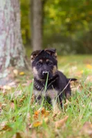 Rocket, a male German Shepherd Dog for sale in Millersburg, OH – 7 of 7