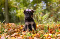 Rosalie, a female German Shepherd Dog for sale in Millersburg, OH – 3 of 8