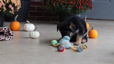 Miles, a male German Shepherd Dog for sale in Millersburg, OH – 8 of 9