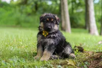 Bruiser, a male German Shepherd Dog for sale in Millersburg, OH – 4 of 8