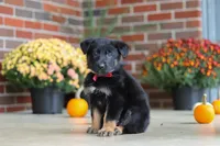 Matthias, a male German Shepherd Dog for sale in Millersburg, OH – 4 of 9