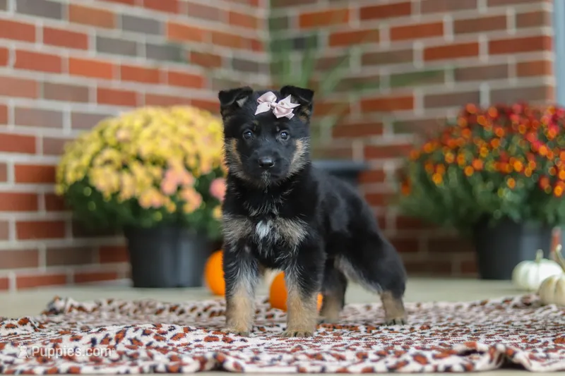 Molly – German Shepherd Dog puppy for sale in Millersburg, OH