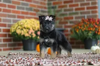 Molly, a female German Shepherd Dog for sale in Millersburg, OH – 1 of 10