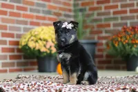 Molly, a female German Shepherd Dog for sale in Millersburg, OH – 5 of 10