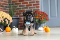 Miles, a male German Shepherd Dog for sale in Millersburg, OH – 5 of 9