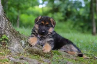 Briella, a female German Shepherd Dog for sale in Millersburg, OH – 4 of 9