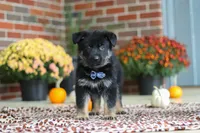 Mikah, a male German Shepherd Dog for sale in Millersburg, OH – 4 of 8