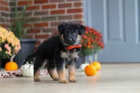Majestic, a male German Shepherd Dog for sale in Millersburg, OH – 5 of 7