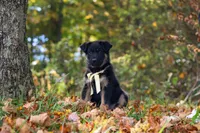 Randy, a male German Shepherd Dog for sale in Millersburg, OH – 5 of 10