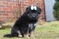 Arianna, a female German Shepherd Dog for sale in Millersburg, OH – Photo 3 of 9