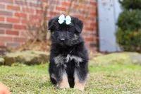 Arianna, a female German Shepherd Dog for sale in Millersburg, OH – Photo 1 of 9