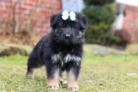 Arianna, a female German Shepherd Dog for sale in Millersburg, OH – Photo 7 of 9