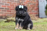 Arianna, a female German Shepherd Dog for sale in Millersburg, OH – Photo 4 of 9