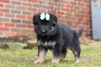 Arianna, a female German Shepherd Dog for sale in Millersburg, OH – Photo 5 of 9