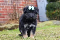 Arianna, a female German Shepherd Dog for sale in Millersburg, OH – Photo 6 of 9