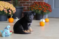Matthias, a male German Shepherd Dog for sale in Millersburg, OH – 8 of 9