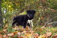 Randy, a male German Shepherd Dog for sale in Millersburg, OH – 6 of 10