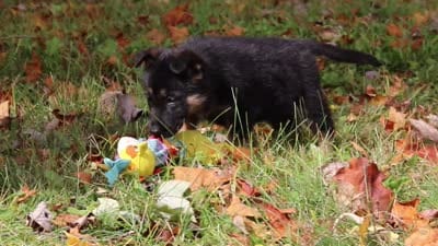 Ryan, a male German Shepherd Dog for sale in Millersburg, OH – 7 of 7