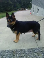 Renae, a female German Shepherd Dog for sale in Millersburg, OH – 7 of 10