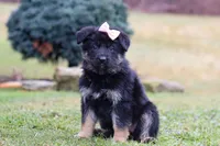 Anita, a female German Shepherd Dog for sale in Millersburg, OH – Photo 4 of 7