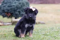 Anita, a female German Shepherd Dog for sale in Millersburg, OH – Photo 5 of 7