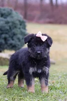 Anita, a female German Shepherd Dog for sale in Millersburg, OH – Photo 3 of 7