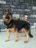 Anita, a female German Shepherd Dog for sale in Millersburg, OH – Photo 7 of 7