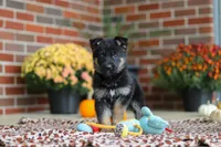 Molly, a female German Shepherd Dog for sale in Millersburg, OH – 6 of 10