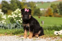 Rachelle, a female German Shepherd Dog for sale in Millersburg, OH – 3 of 7