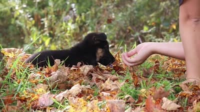Rosalie, a female German Shepherd Dog for sale in Millersburg, OH – 7 of 8