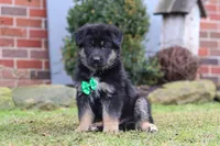 Anthony, a male German Shepherd Dog for sale in Millersburg, OH – Photo 4 of 9