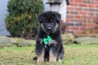 Anthony, a male German Shepherd Dog for sale in Millersburg, OH – Photo 1 of 9
