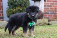 Anthony, a male German Shepherd Dog for sale in Millersburg, OH – Photo 5 of 9