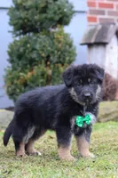 Anthony, a male German Shepherd Dog for sale in Millersburg, OH – Photo 7 of 9