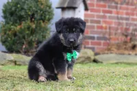 Anthony, a male German Shepherd Dog for sale in Millersburg, OH – Photo 3 of 9