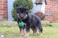 Anthony, a male German Shepherd Dog for sale in Millersburg, OH – Photo 6 of 9