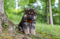 Brian, a male German Shepherd Dog for sale in Millersburg, OH – 2 of 10